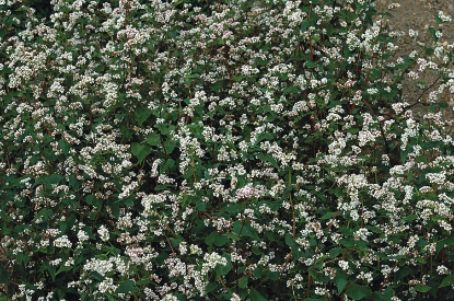 Picture of Buckwheat